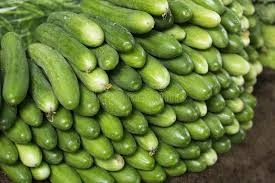 CUCUMBER DESI (500gm)